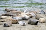 Harbour_Seal_colony_California