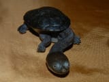 snakeneckedturtle