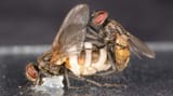 Parasitic-fungus-mate-housefly