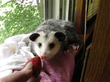 nRNBkeG