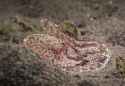Crawling Comb Jelly (Coeloplana meteoris)_thumb.jpg