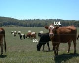 fetchimage