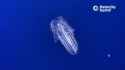 Spotted Comb Jelly Swimming (Leucothea pulchra)_thumb.jpg