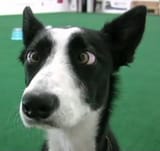 Cross-eyed-dog