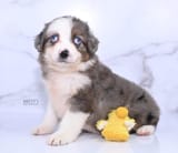 are-cross-eyed-pups-normal-and-will-they-grow-out-of-it-v0-474vb0miovrc1