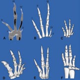 Struthio digits (A) &amp; Dinosaur hands