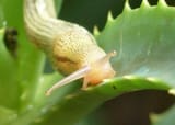 banana-slug