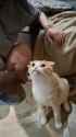 Jef cat_thumb.jpg