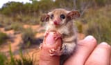 Pygmy-Possum_Amanda-McLean-Copy-1[1]