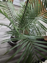 majesty palm