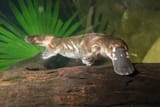 platypus8