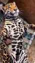 relaxed jaguar_thumb.jpg
