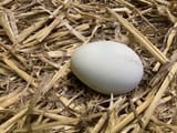 shoob egg