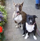 Bull Terrier and Staffordshire Bull Terrier