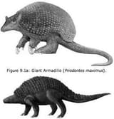 xpriodontes-nodosaurus-303-316-13.jpg.pagespeed.ic.p6VeaHu2UL