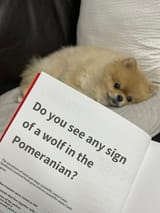 Pom_Wolf