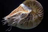 1200px-Nautilus_pompilius_(detail)