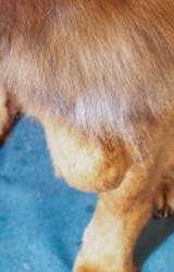 an - dog - Animals &amp; Nature - 4chan