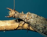 Dobsonfly_female_9-9-16