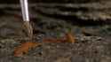 Slime shooting velvet worm_thumb.jpg