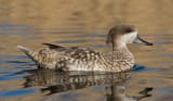Marmaronetta_angustirostris,_London_Wetland_Centre,_UK_-_Diliff