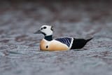 Steller&#039;s_Eider_(Polysticta_stelleri)_(13667966664)