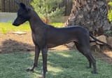 xolo