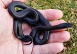africanHouseSnake