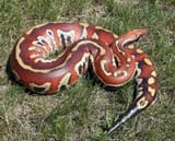 bloodPython