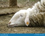 sad-sheep-lost-look-sheep-sad-look-its-head-resting-dry-dirty-floor-zoo-i-see-139199548