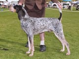 bluetickcoonhound