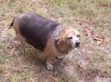 fat beagle