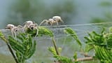 Stegodyphus