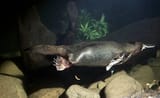 duck-billed-platypus-underwater