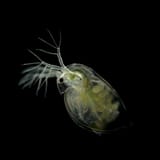 Daphnia-3_1200x