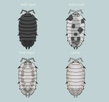 Porcellio_laevis_morphs