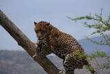 4e906bdb5d3d31586a_Jaguar_DSCF5685
