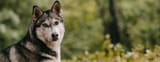 These Stunning Dogs Look Just Like WolvesHERO