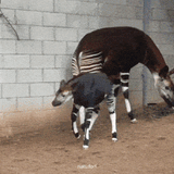 okapi