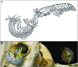Typical-stance-during-ritualized-fighting-of-mantis-shrimp-A-While-the-defendant-on