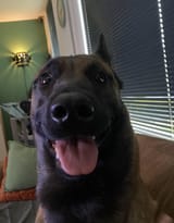 share-your-silly-malinois-pics-v0-0j7a6823lr3f1