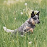 Australian Cattle Dog1