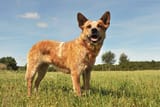 australian-cattle-dog