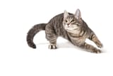 iStock-1149359608-scaled