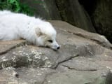 arctic_fox_sad