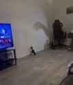 cat saved from shadow_thumb.jpg