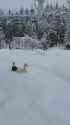 snow wandering ducks_thumb.jpg