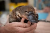 platypus9