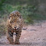 j7338ccc4it81