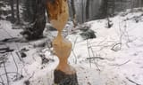Beaver_work_on_many_trees_in_winter